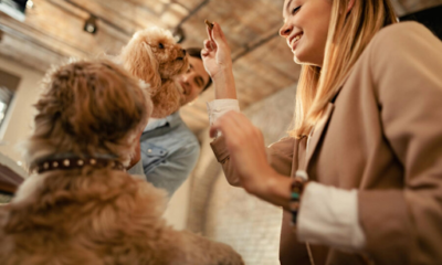 How to Choose the Best Dog Daycare for Your Pet in Miami