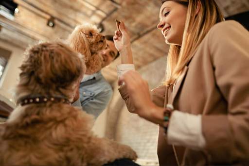 How to Choose the Best Dog Daycare for Your Pet in Miami